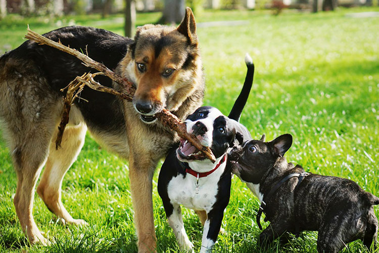 cass-city-bark-park_750x500.jpg