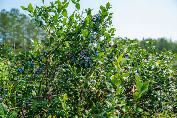 Turner_Blueberry_Farm3_750.jpg